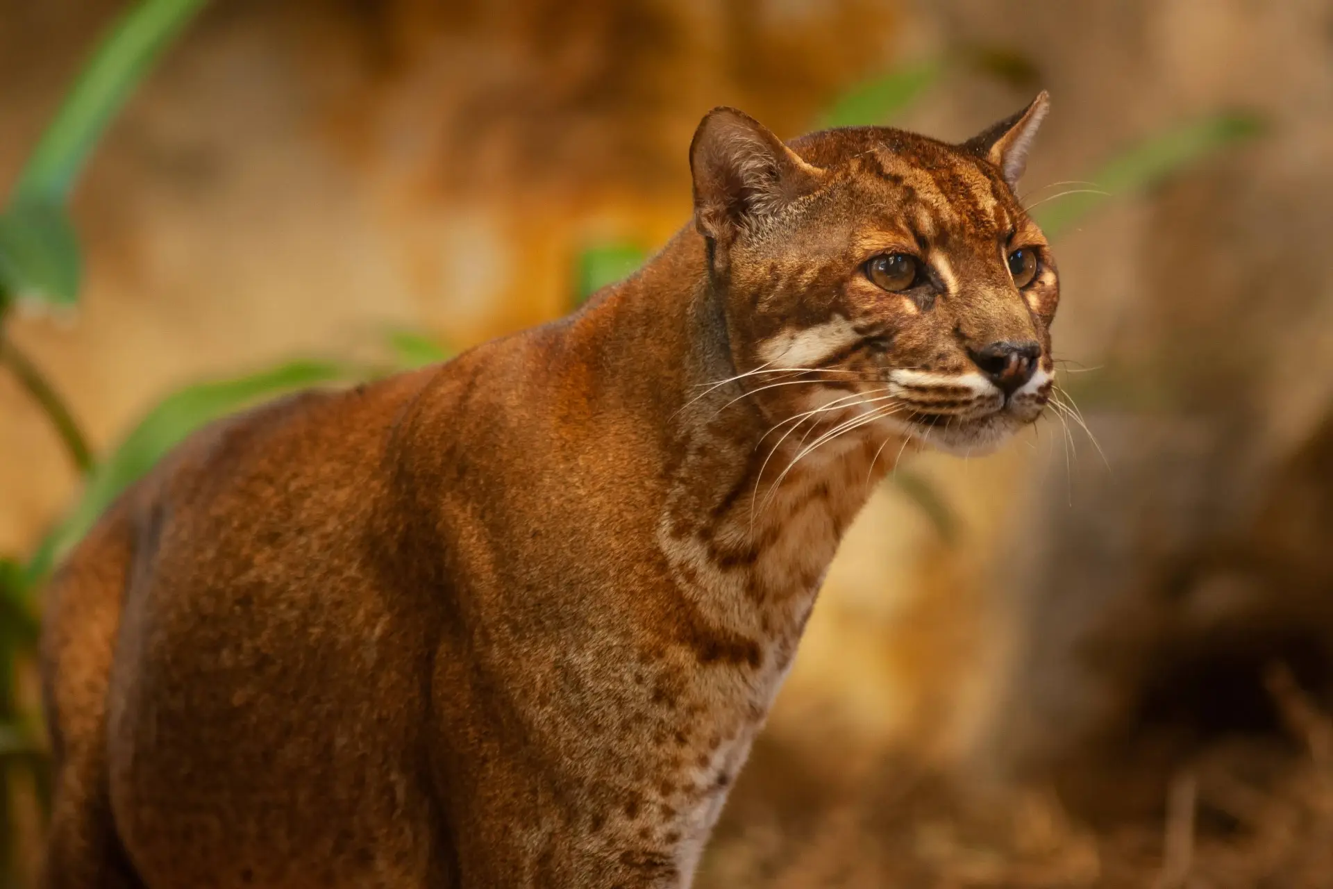 یکی از نادرترین گربه‌سان‌های آسیا در قاب دوربین تله‌ای در تایلند شکار شد