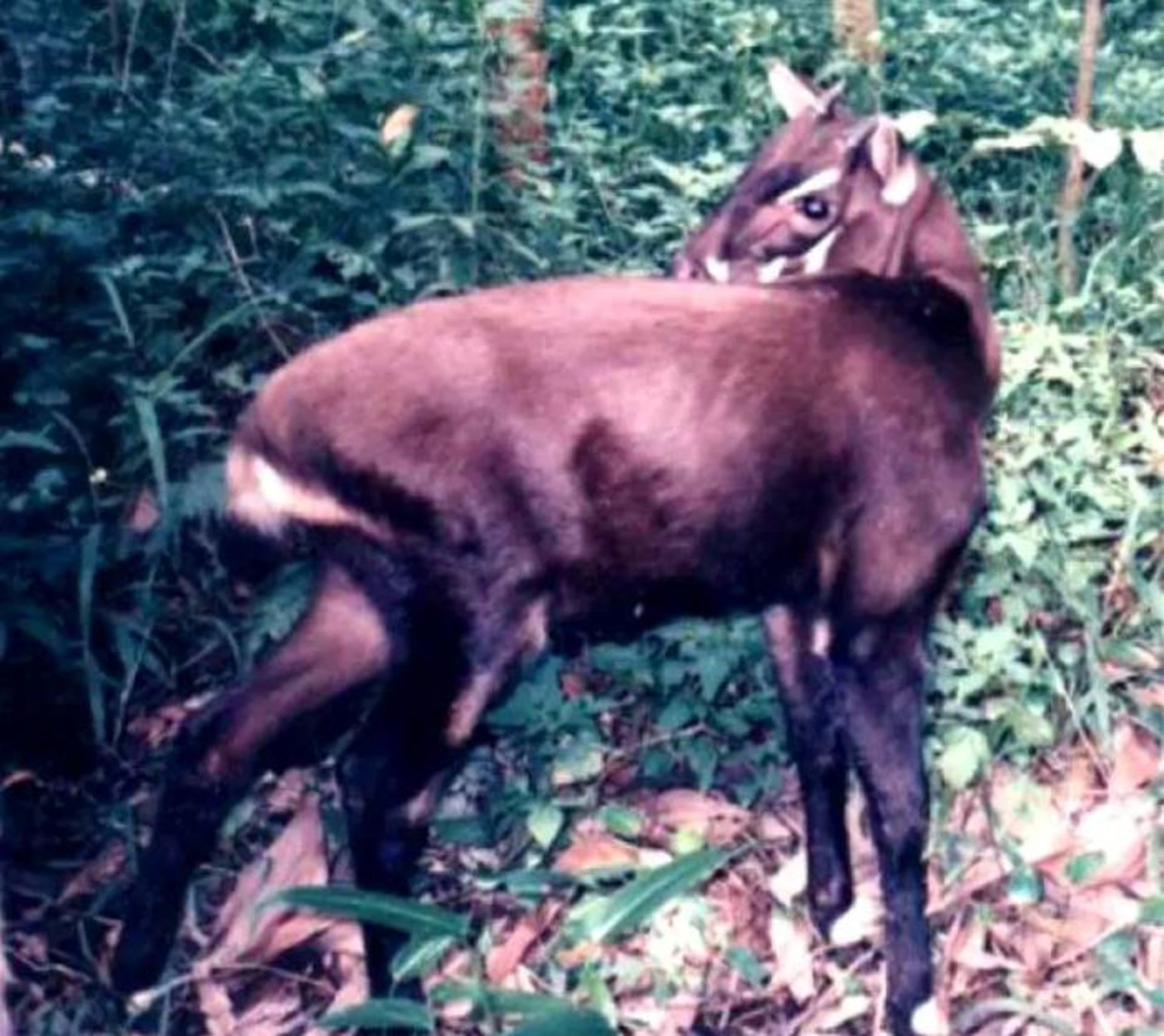 تک شاخ آسیایی