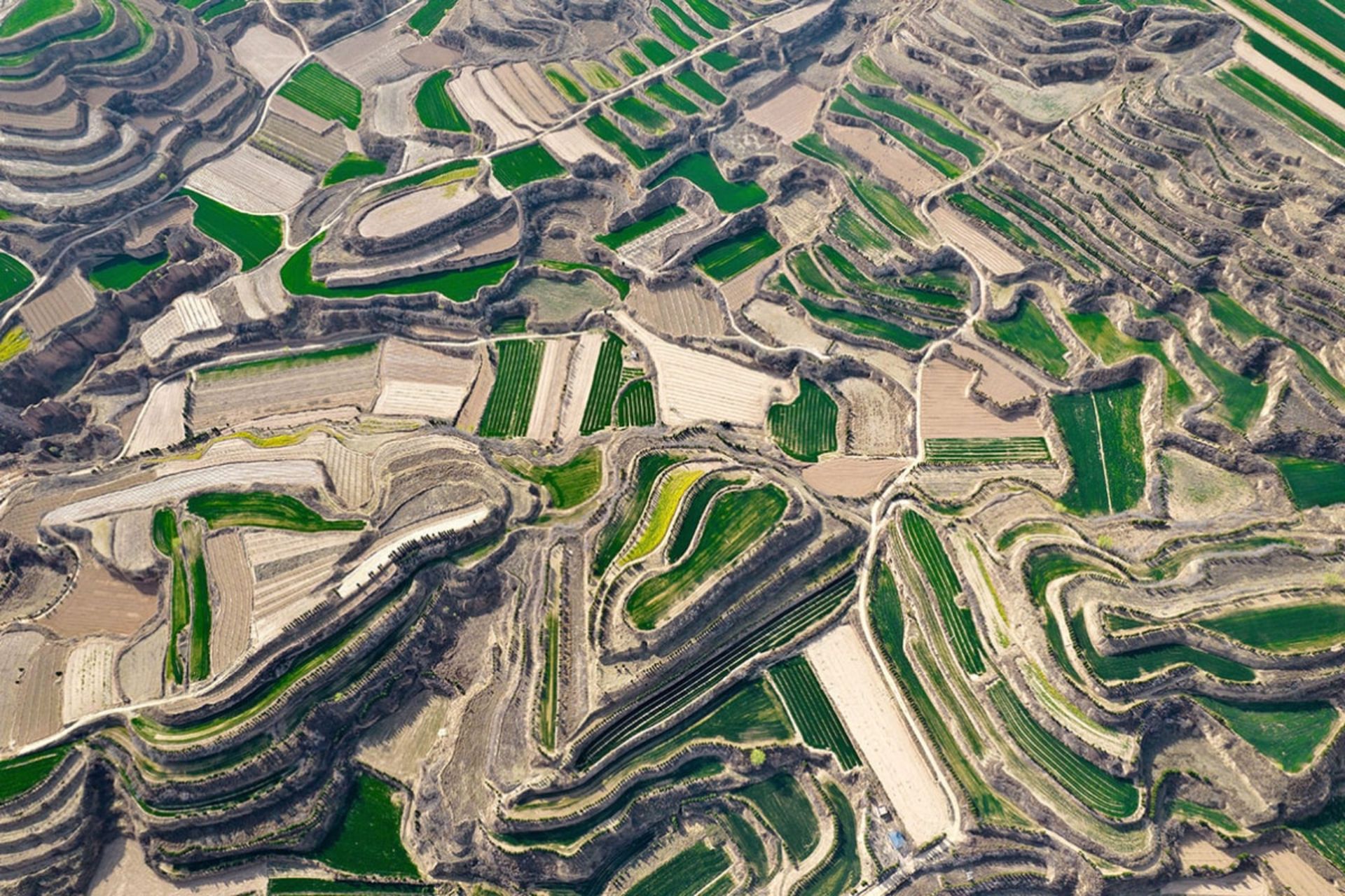 مزارع پلکانی گندم در فلات لس در شمال مرکزی چین
