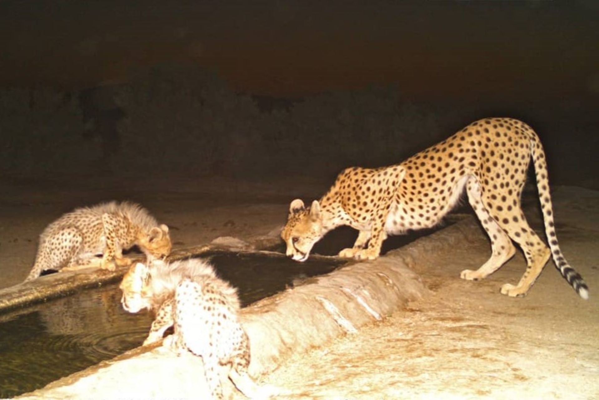 یوزپلنگ آسیایی در آبشخور