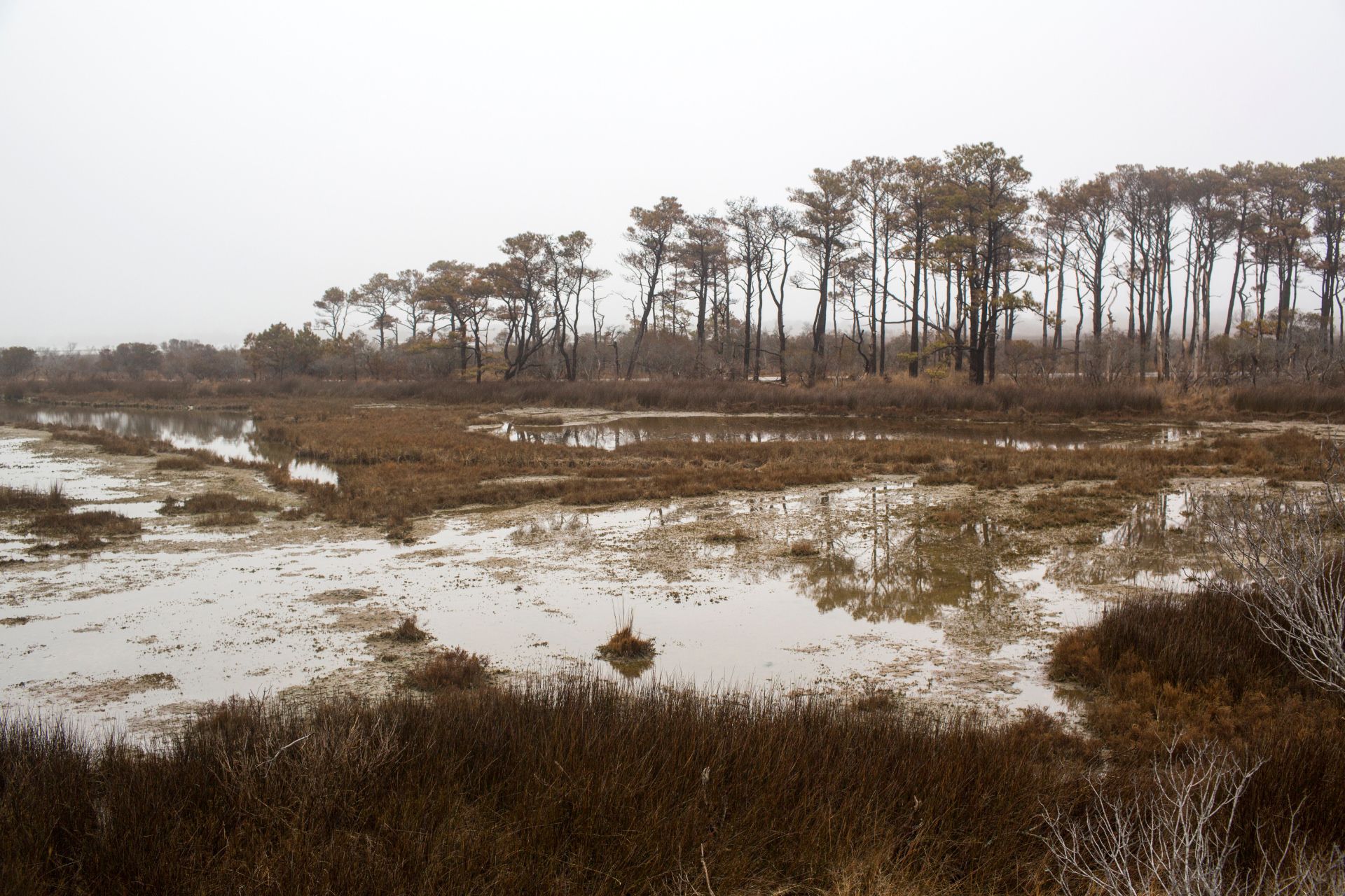 جنگل اشباح در ساحل ملی و پارک ایالتی جزیره اساتیگ