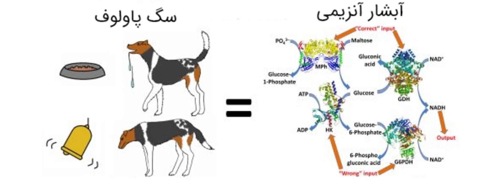 حافظه‌ی تداعی‌گر