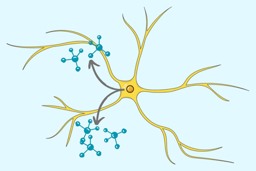 شکلی از آستروسیت (astrocyte) یا آستروگلیا