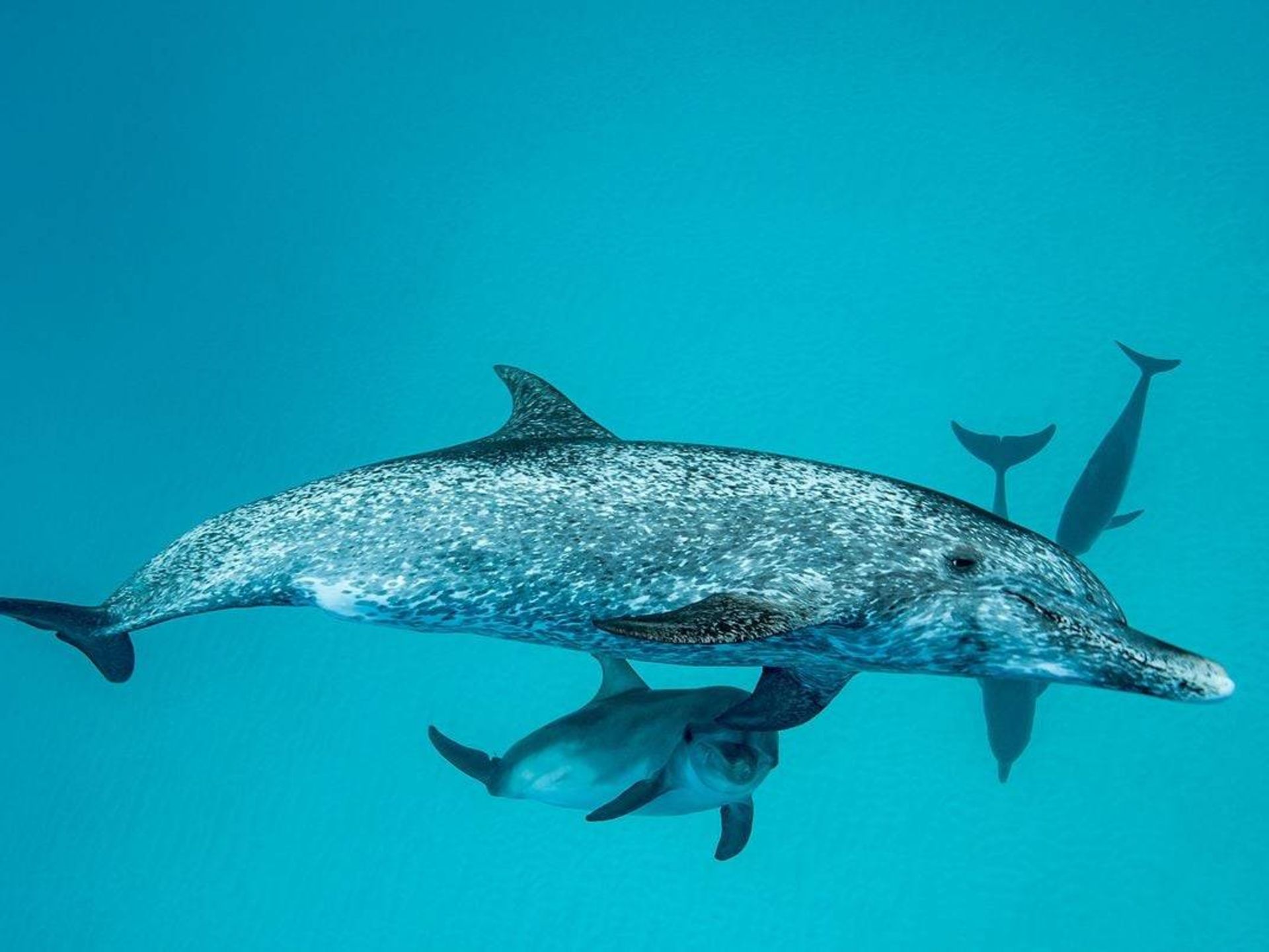 دلفین خالدار اطلس