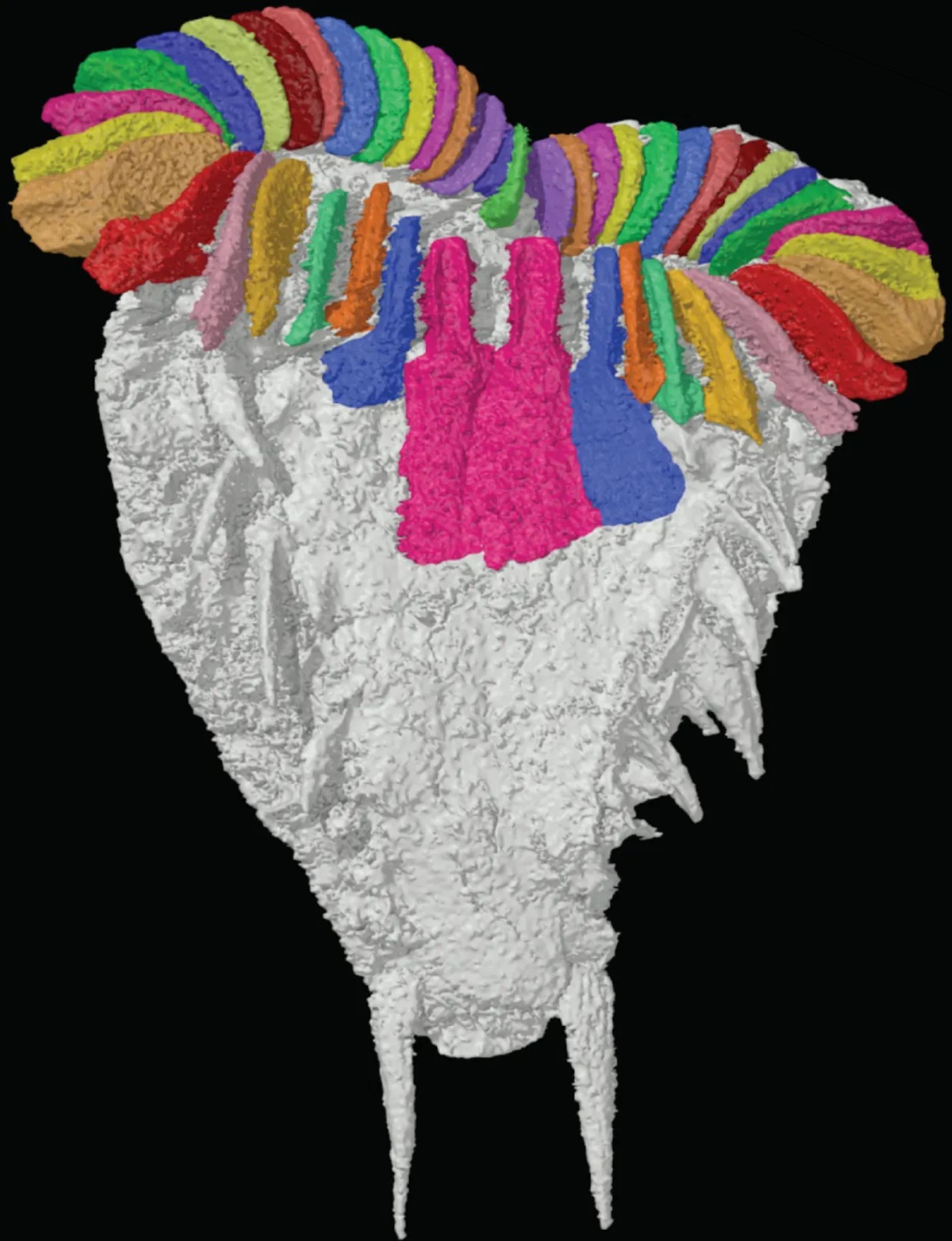 فسیل اطلس‌سیستیس