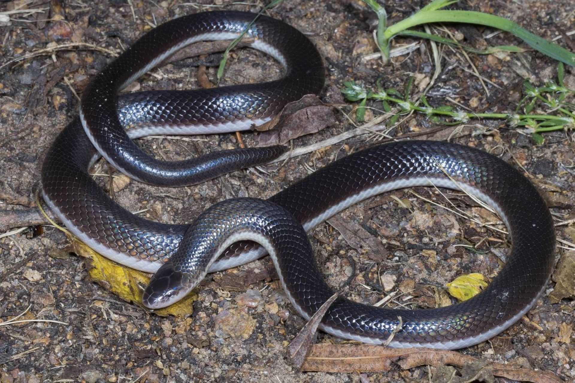 مار گونه Atractaspis bibronii