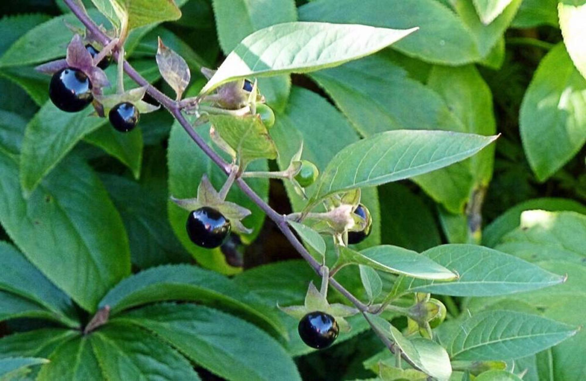 گیاه شابیزک