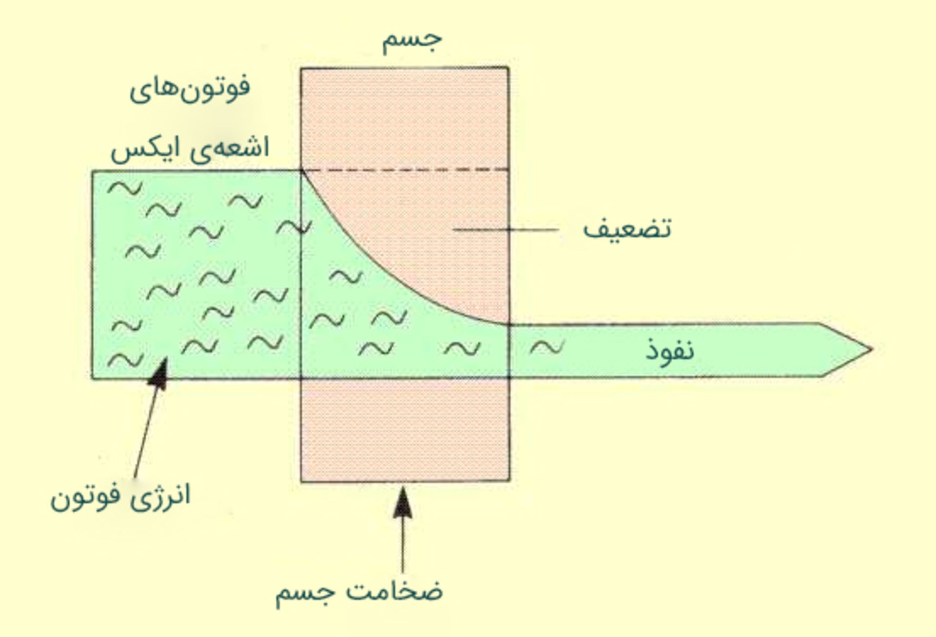 تضعیف اشعه‌ی ایکس