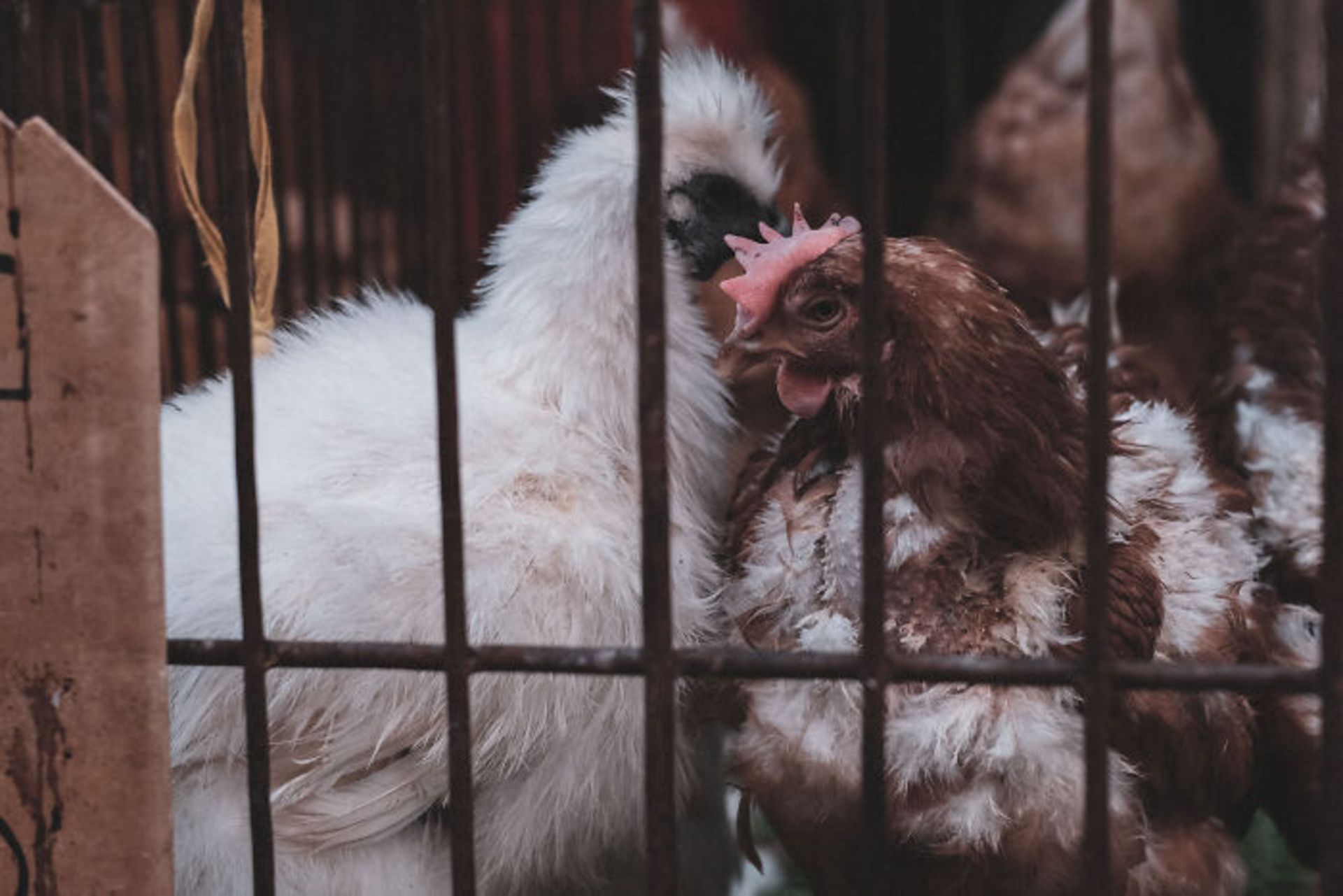 ماکیان در بازار محلی فوشان چین