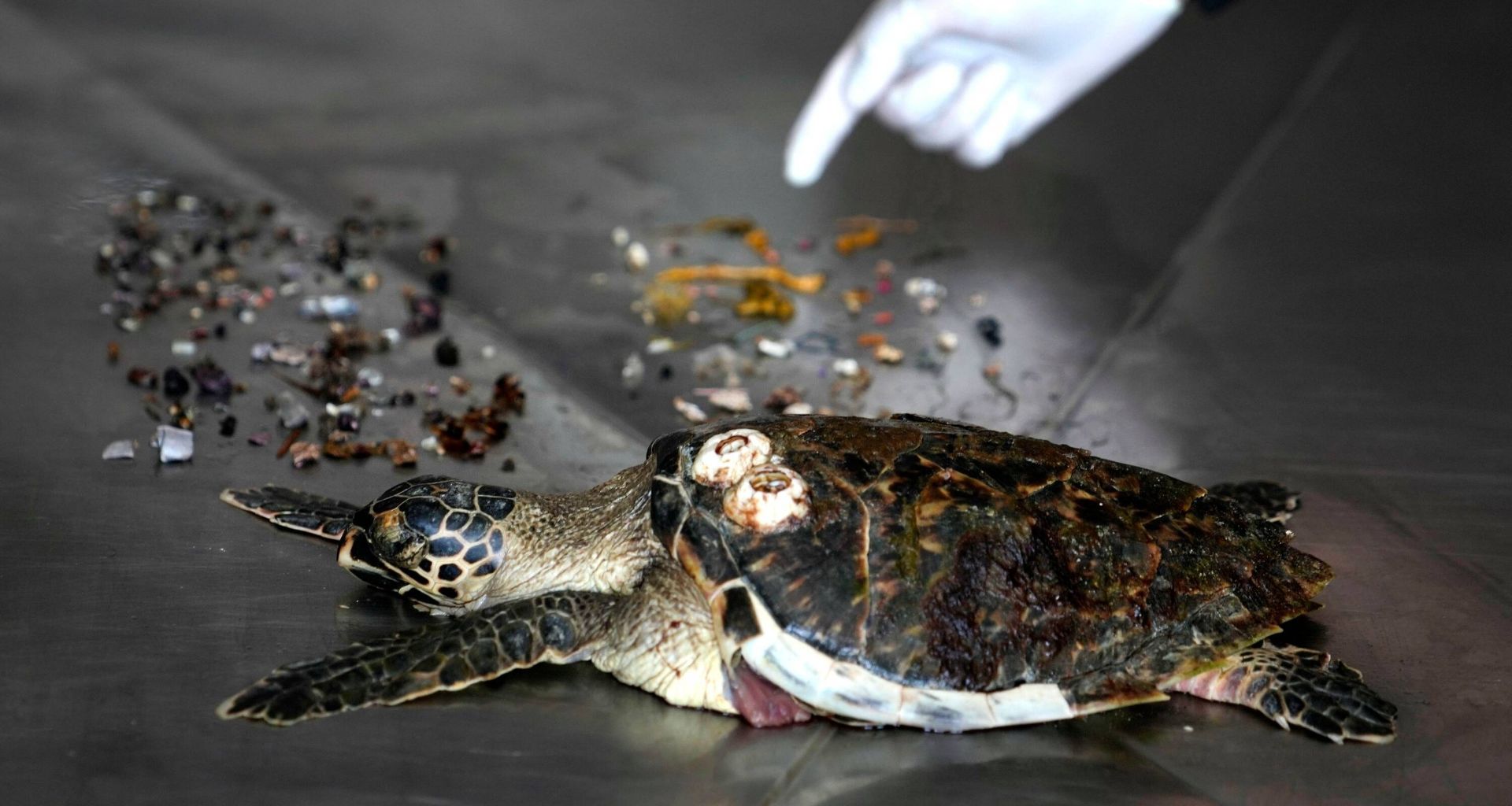 پلاستیک‌های بلعیده شده توسط  لاک‌پشت پوزه عقابی