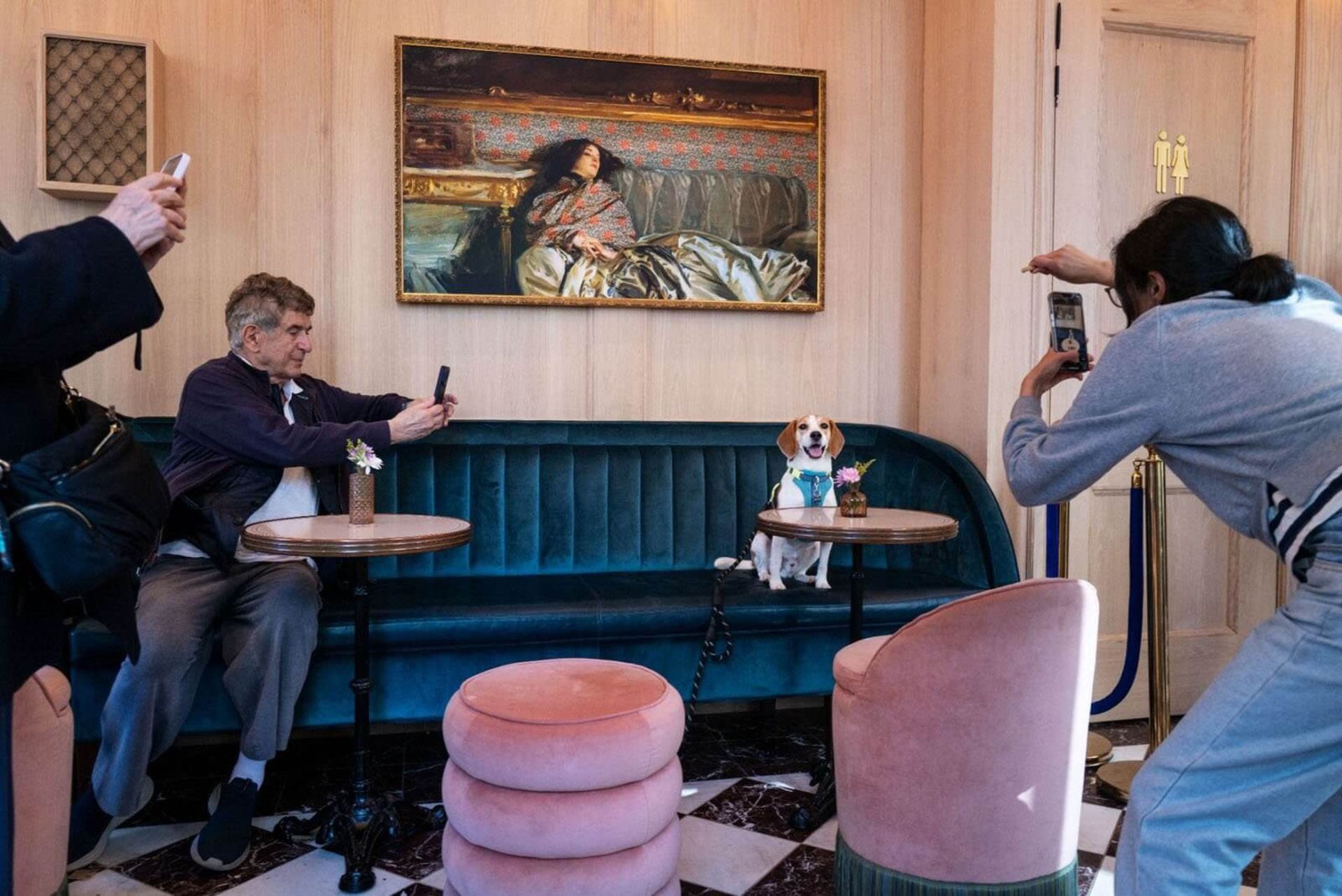 سگی نشسته روی مبل و افرادی در حال عکاسی از او