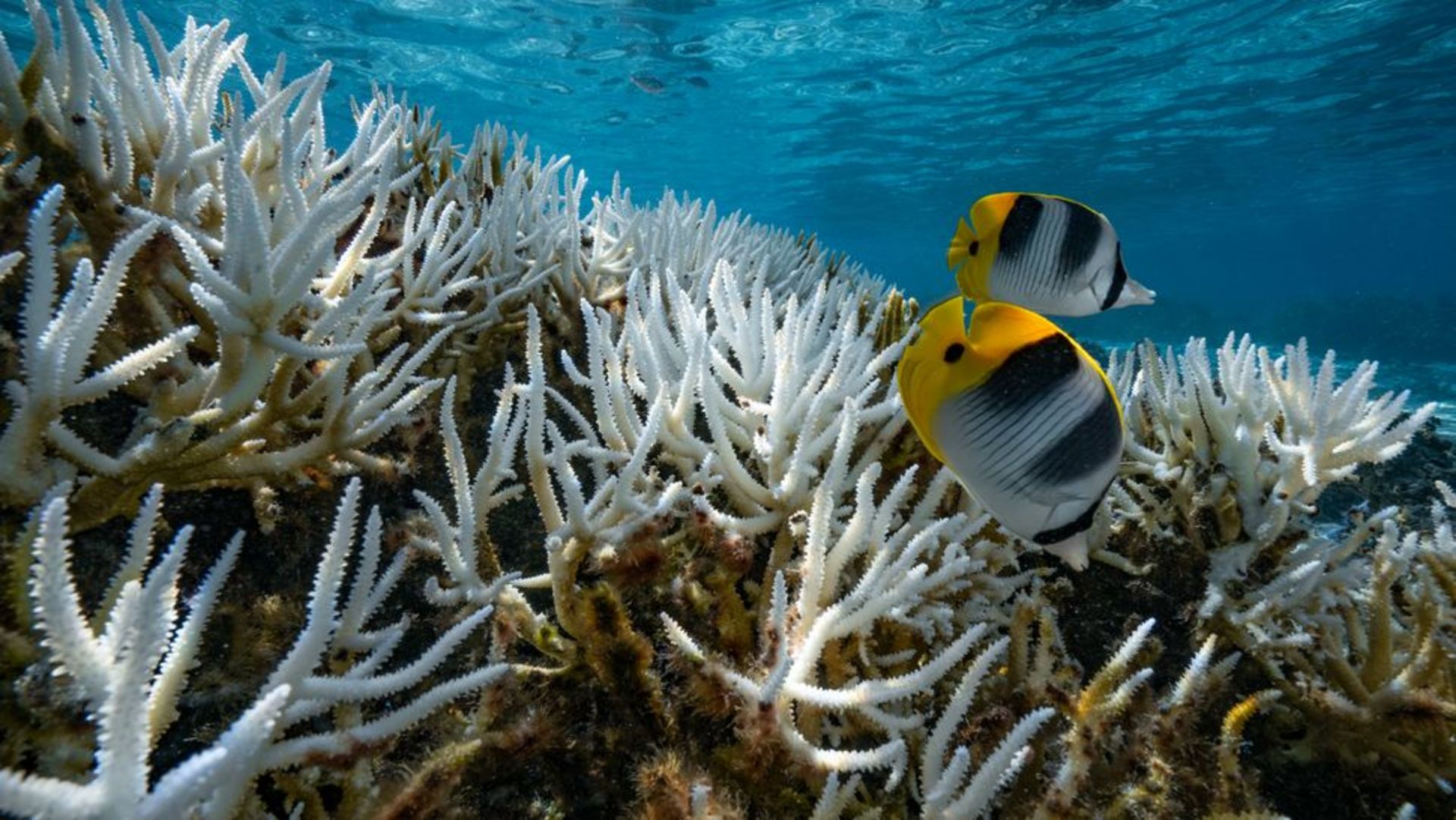 A photo of white corals in the ocean