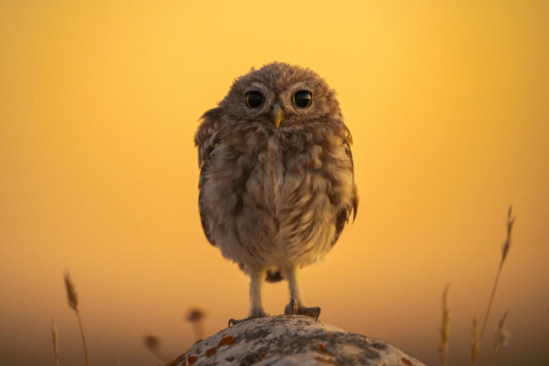 بچه جغد در زمینه نارنجی