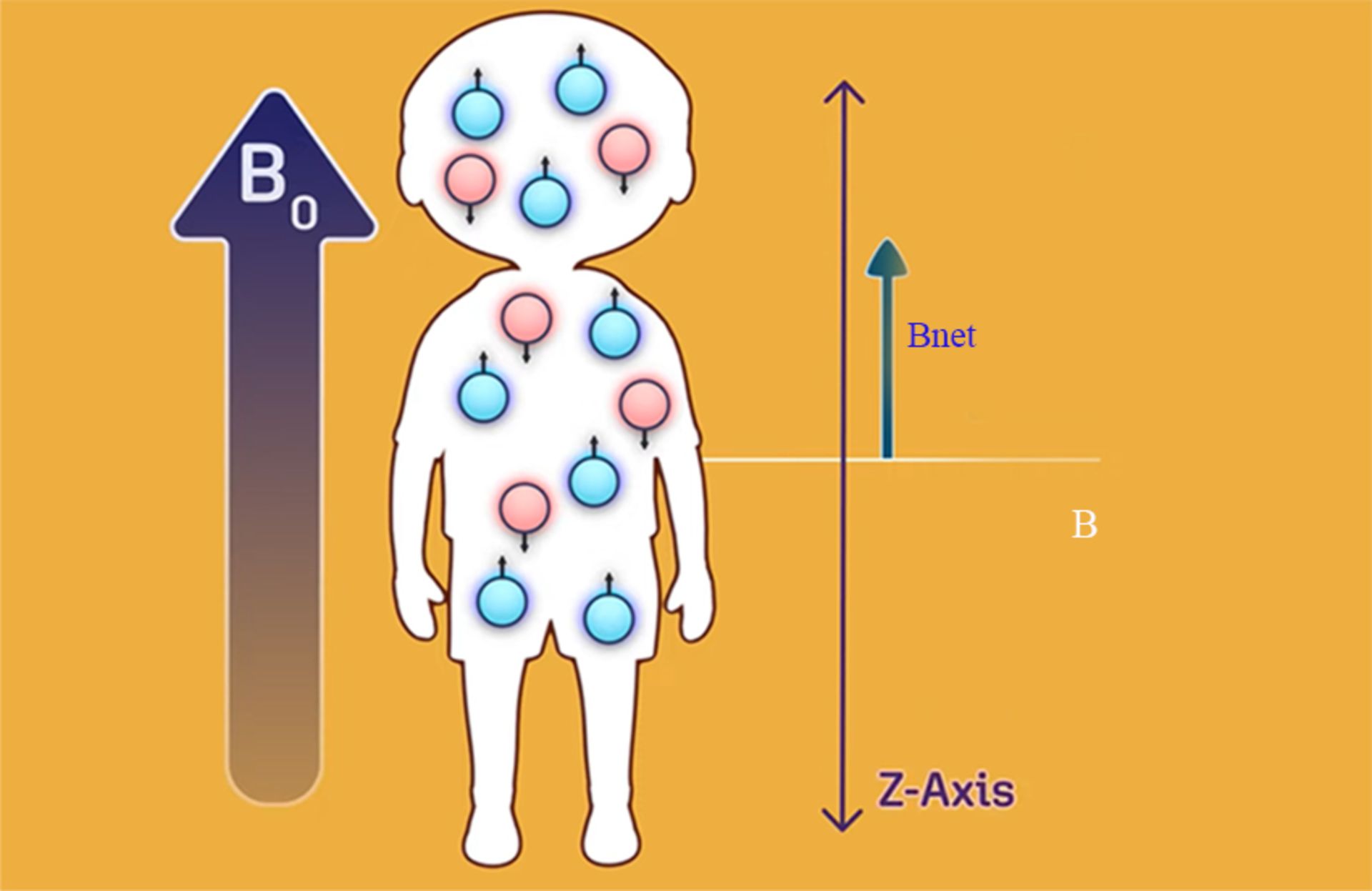 Magnetic field of MRI and magnetic field of protons