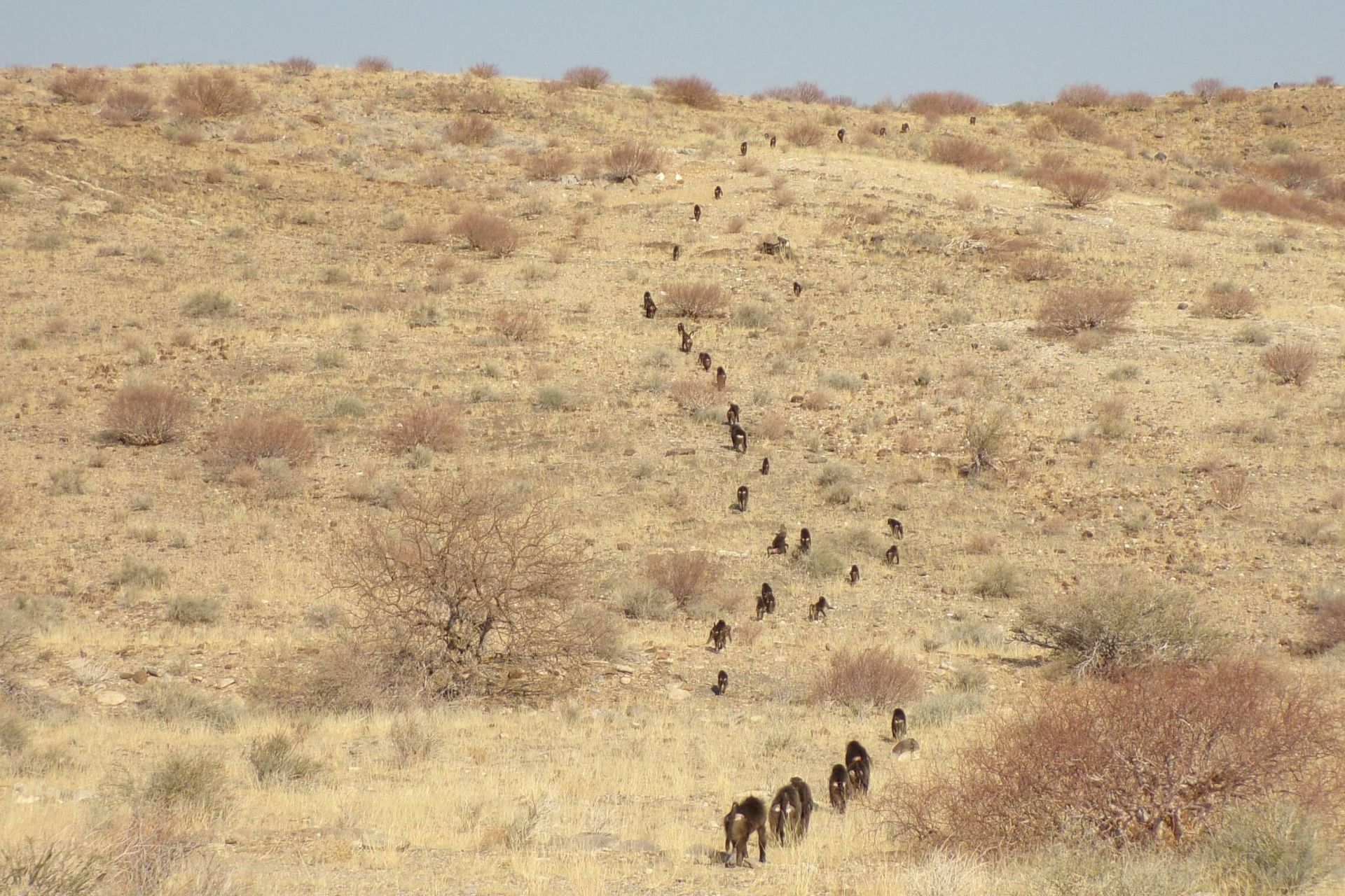 حرکت بابون ها