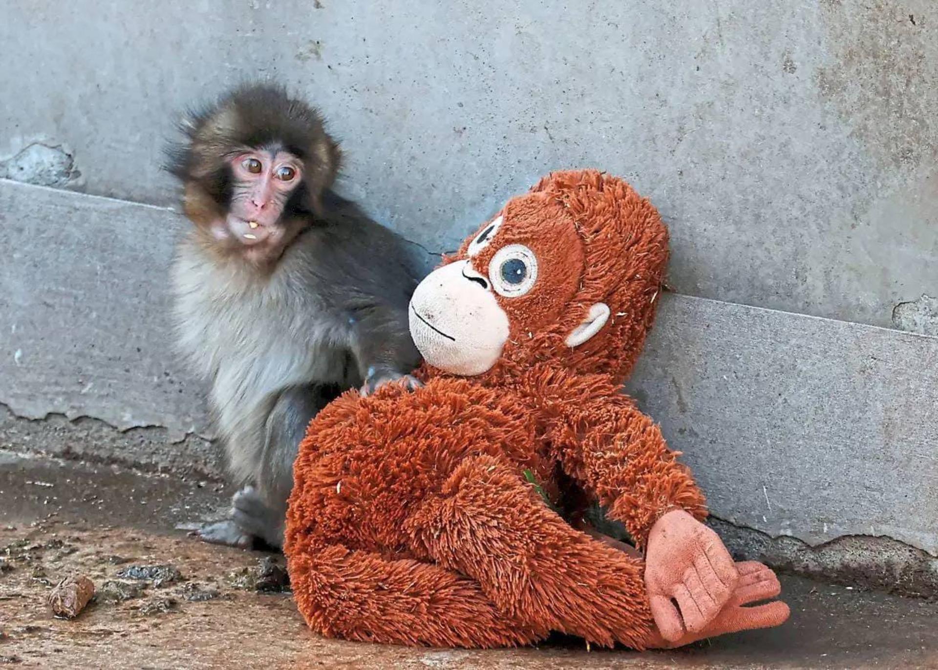 میمون پانچ و عروسک اورانگوتان