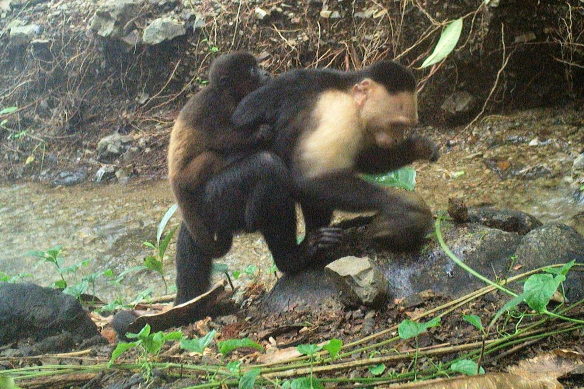 بچه دزدی میمون 