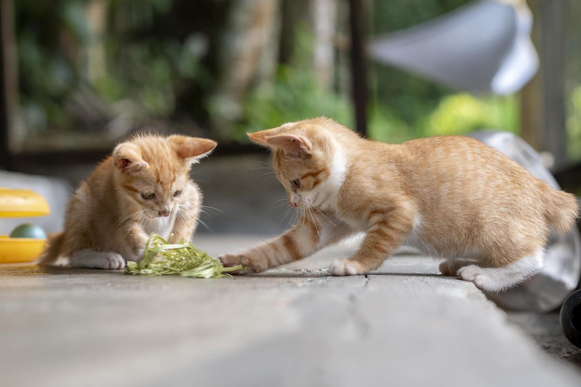دو بچه گربه نارنجی در حال بازی