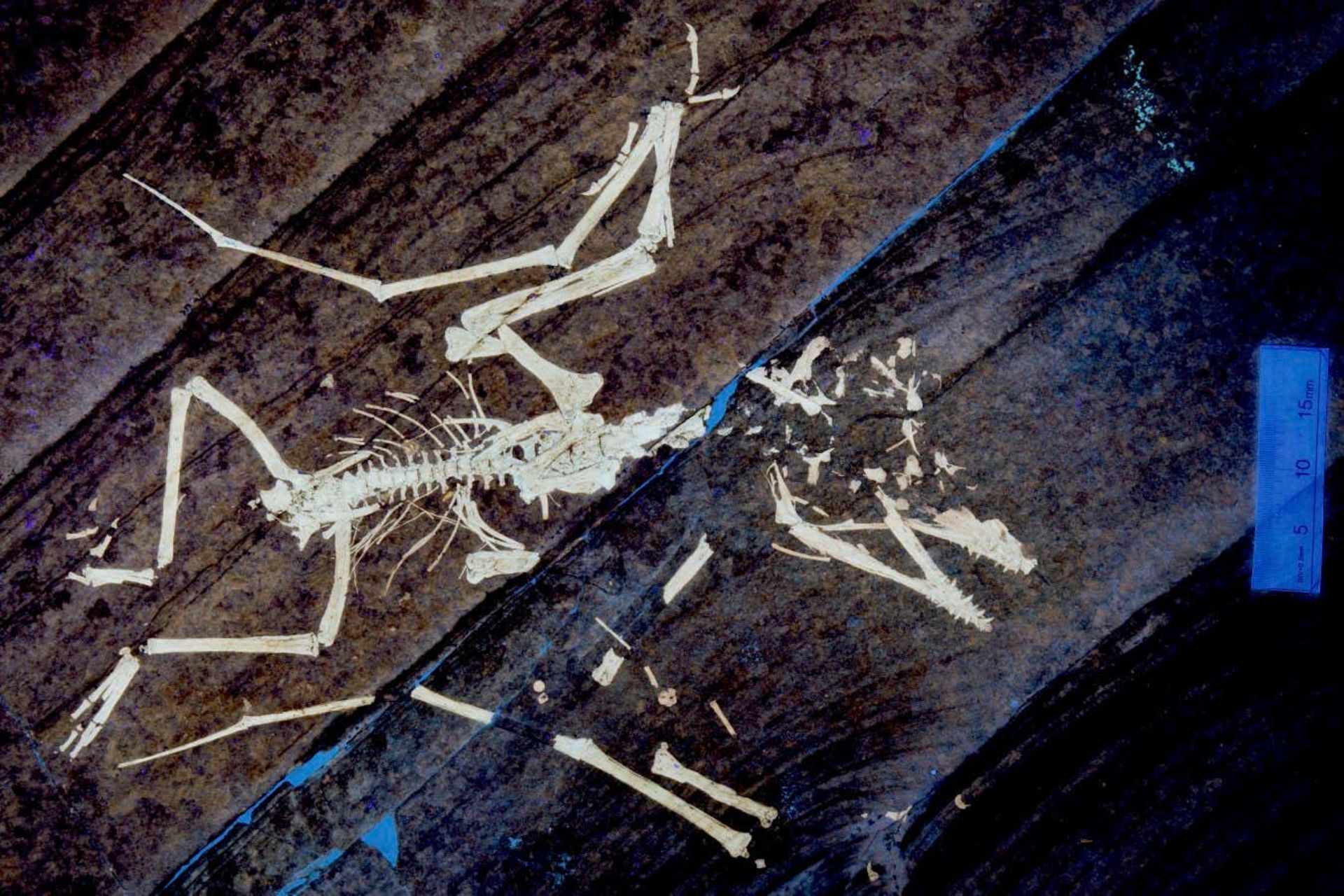 فسیل ۱۵۰ میلیون ساله نوزادان پتروسور