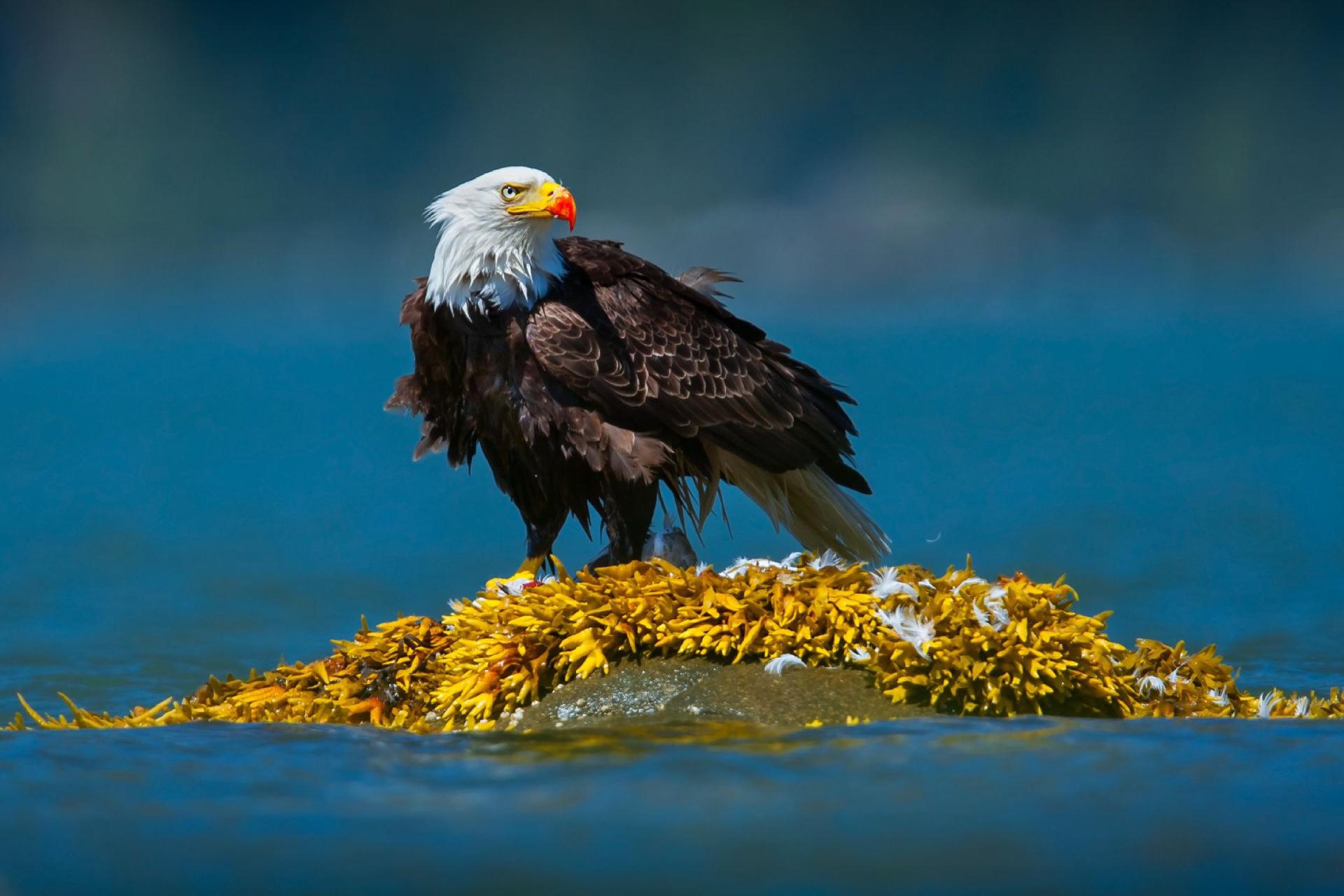 عقاب سرسفید یا عقاب آلاسکا یا عقابِ گَر Haliaeetus leucocephalus روی لانه نشسته است