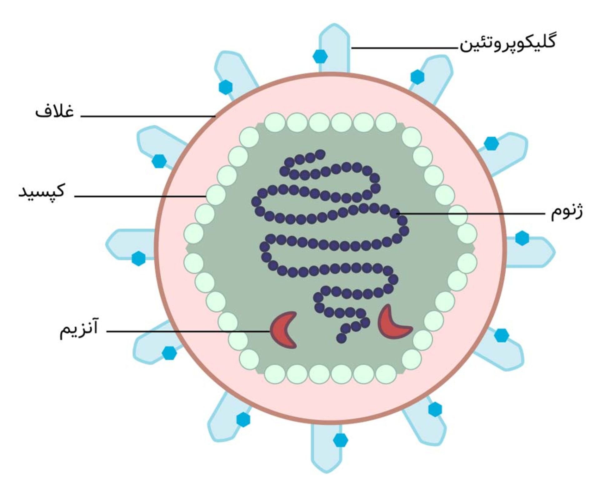 ساختار ساده‌ای از ویروس