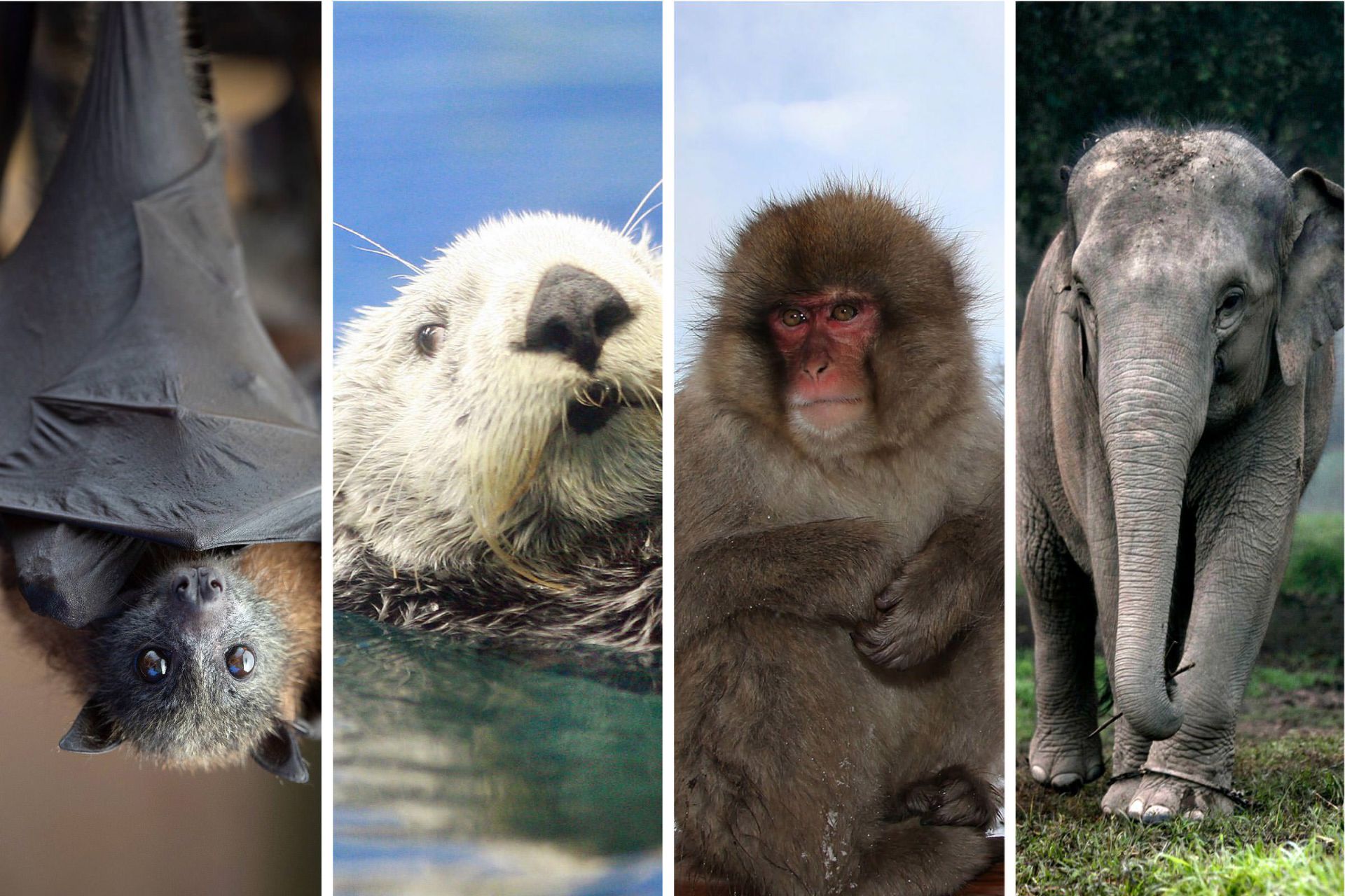 تصویر کلاژ چهار پستاندار شامل فیل، میمون، سگ آبی و خفاش