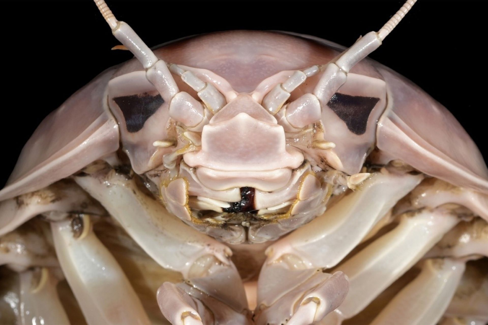 B. vaderi گونه‌ی تازه‌کشف‌شده جورپای بزرگ شبیه با سری به کلاه‌خود دارث‌ ویدر