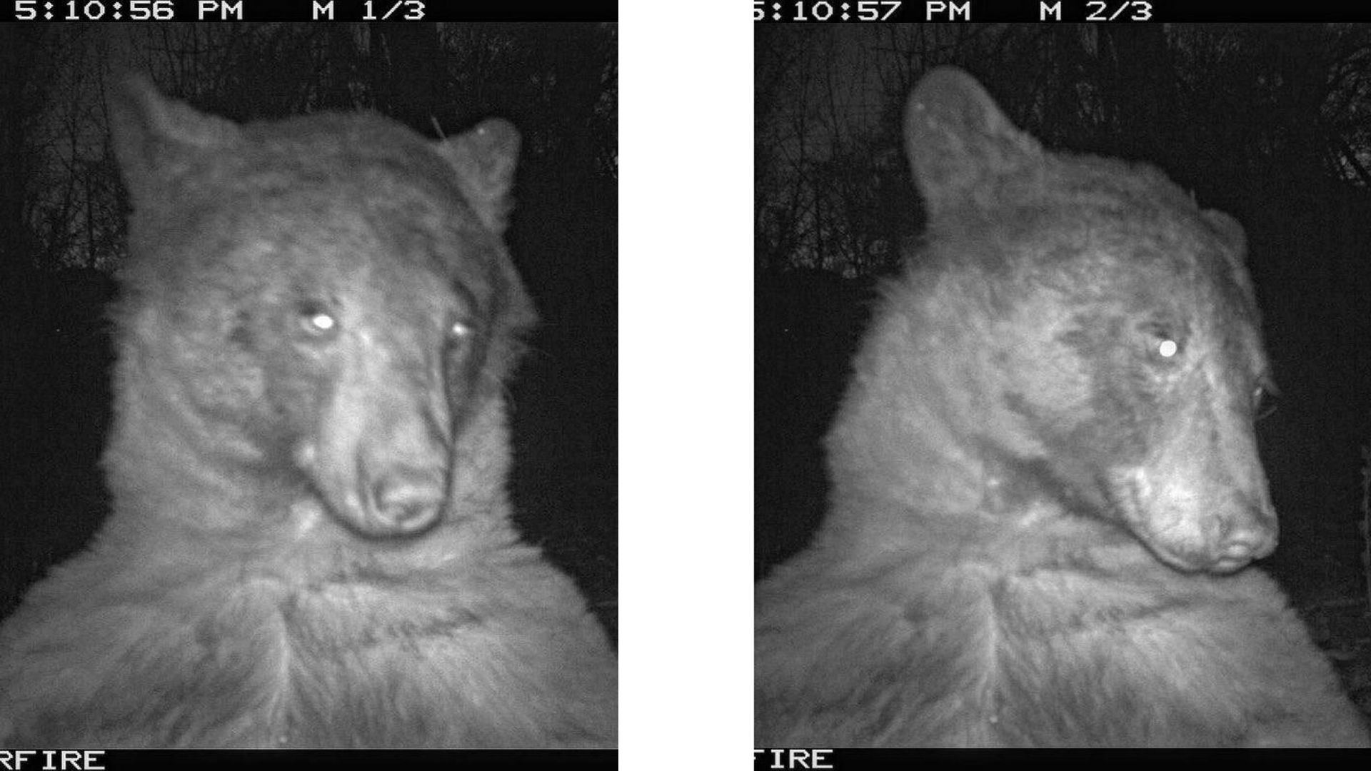 دو تصویری که سلفی خرس در شب در جنگل را نشان می دهند
