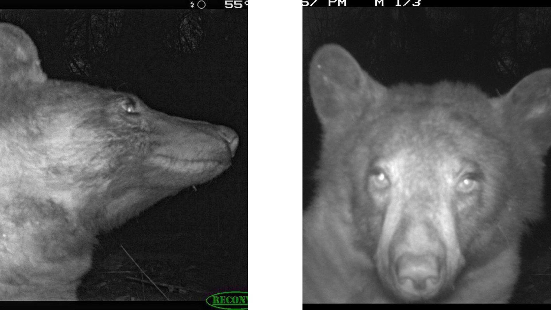 دو سلفی از خرس سیاه در شب جنگل که در یکی رو به دوربین و در دیگری به سمت راست تصویر نگاه می کند