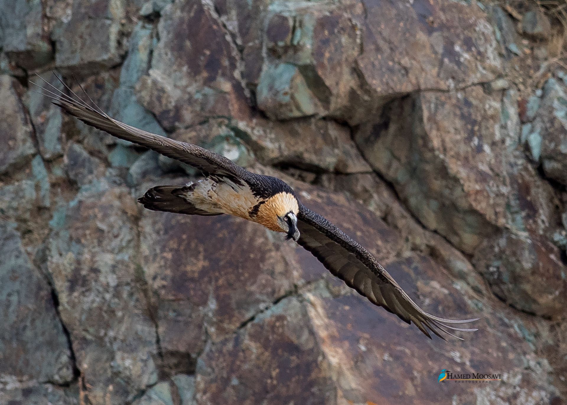 پرواز هما در برابر صخره 