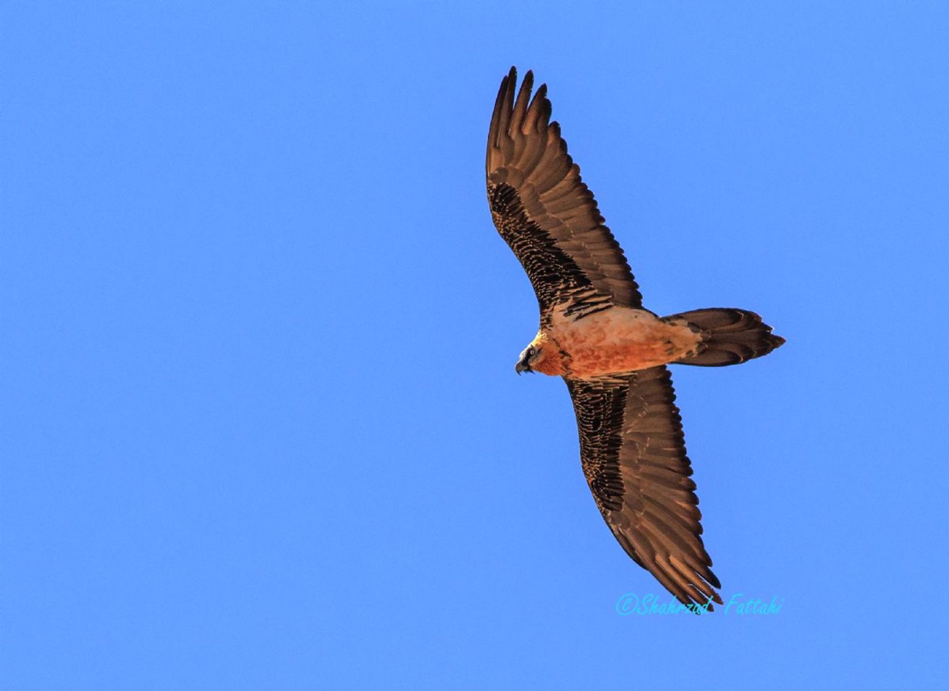 پرواز هما در آسمان آبی