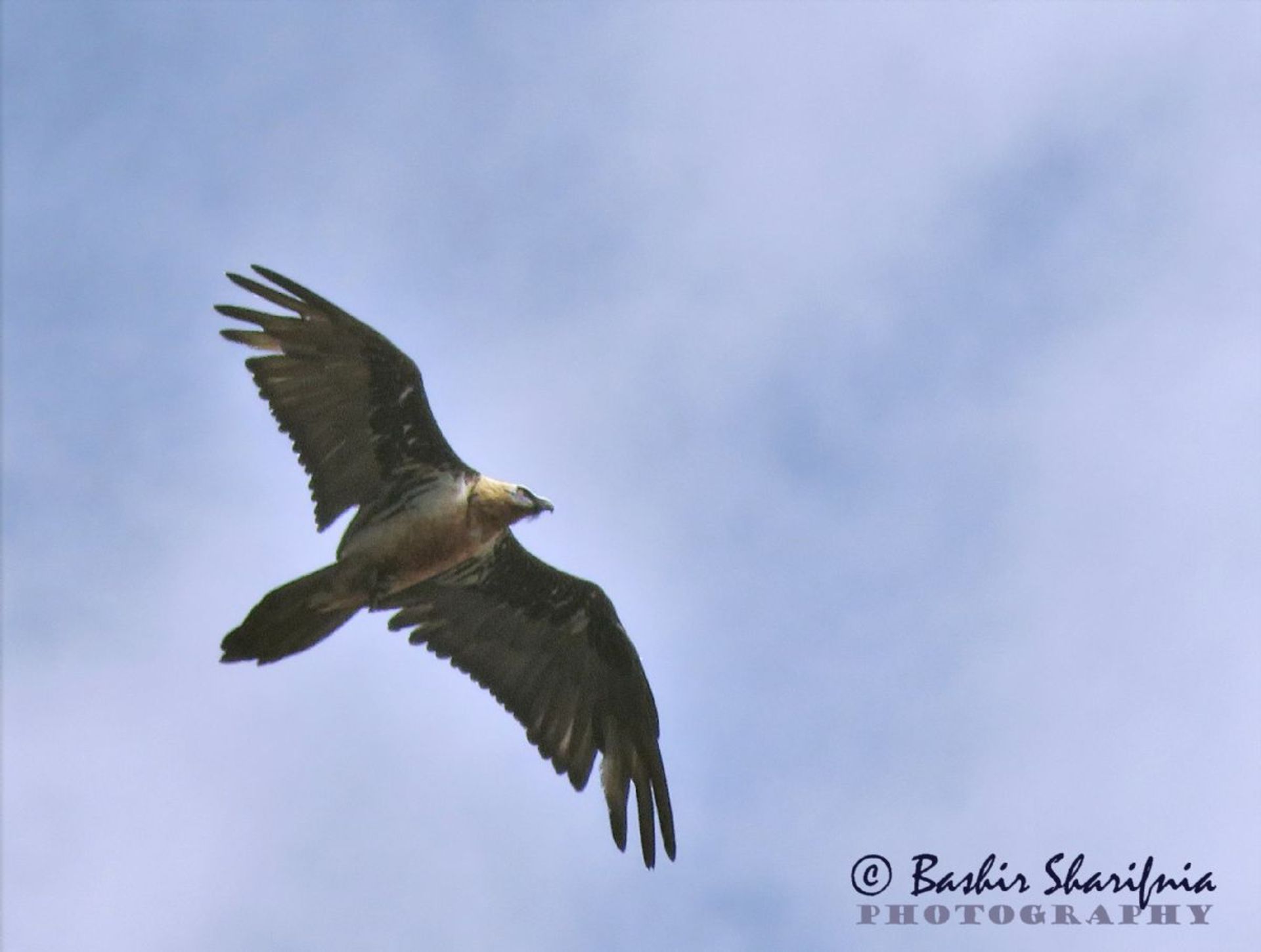 همای در آسمان