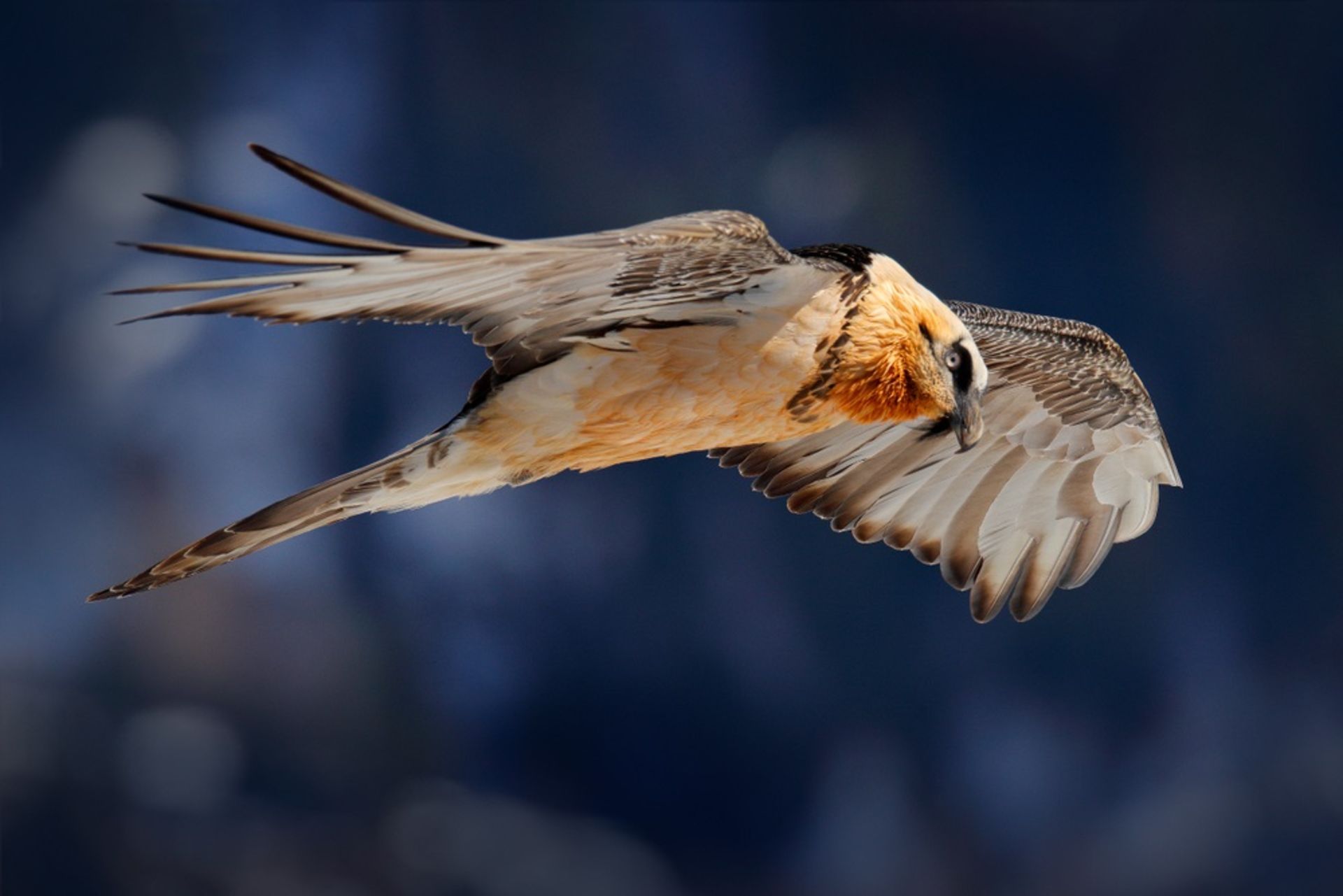 همای سعادت/کرکس ریش‌ دار