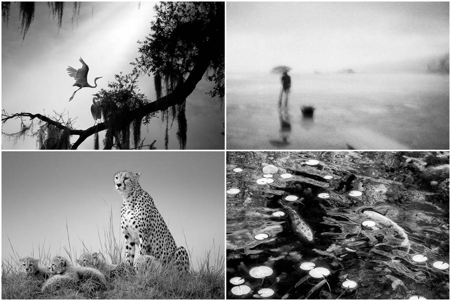 فرمانروایان نور و تاریکی،‌ تصاویر برتر رقابت عکاسی سیاه و سفید