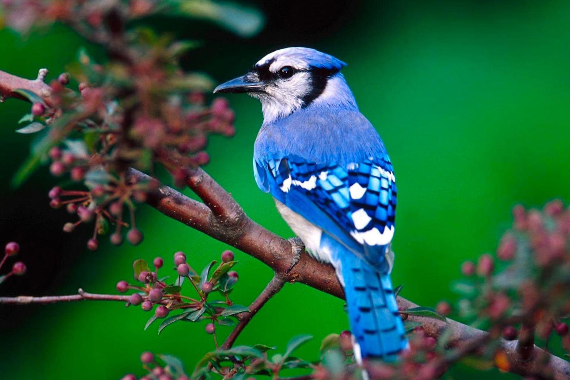 پرنده آبی زیبا روی شاخه درخت