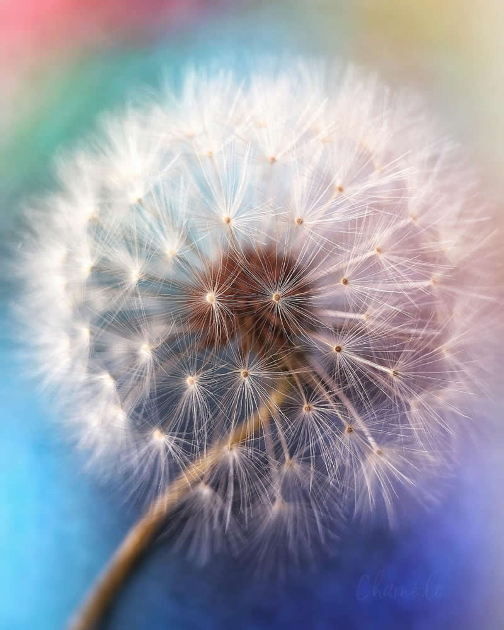 تصویر ماکرو از قاصدک