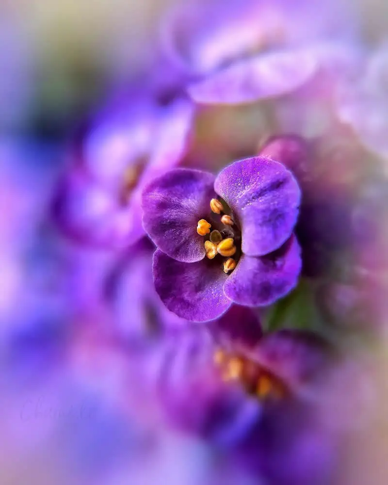 تصویر ماکرو از گل