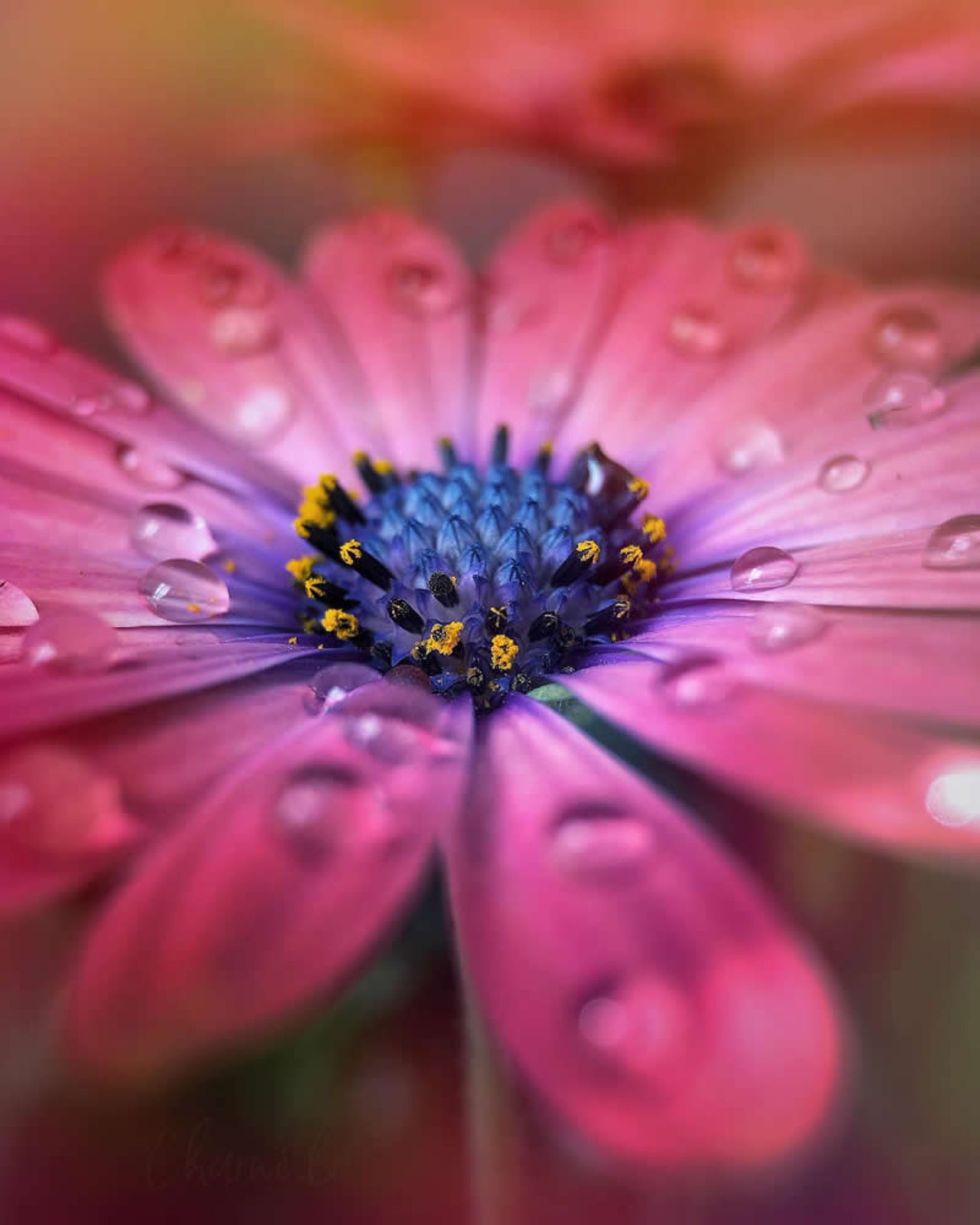 تصویر ماکرو از گل و شبنم