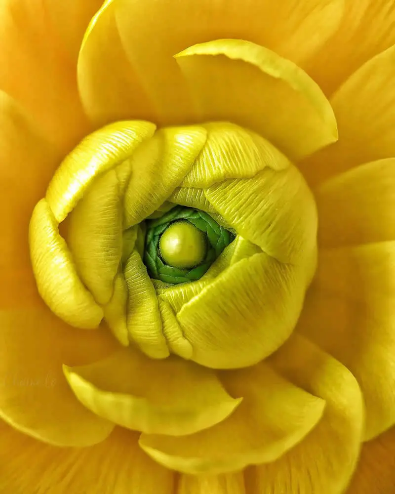 تصویر ماکرو از گل و شبنم