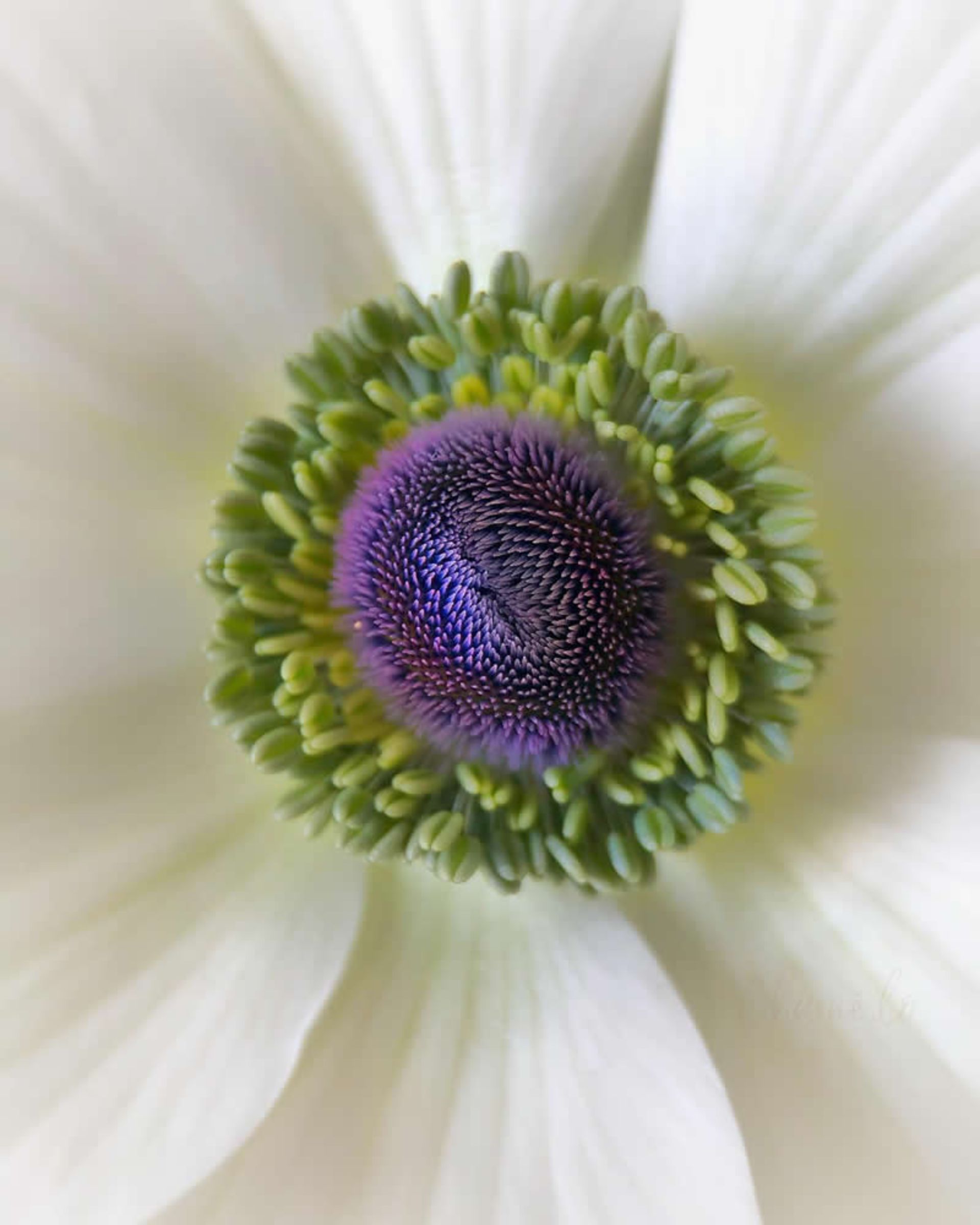 تصویر ماکرو از گل