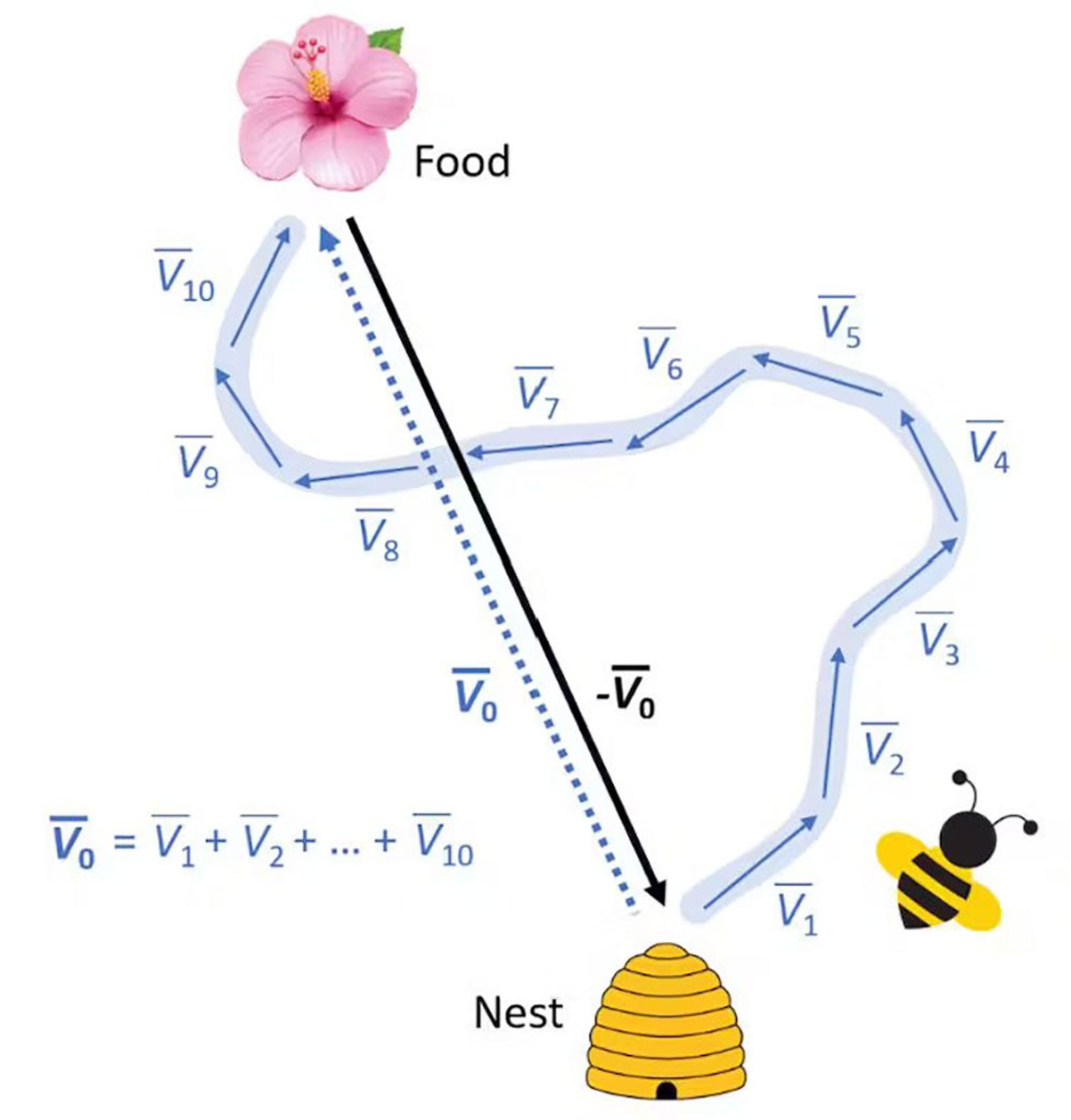 مسیریابی زنبورها