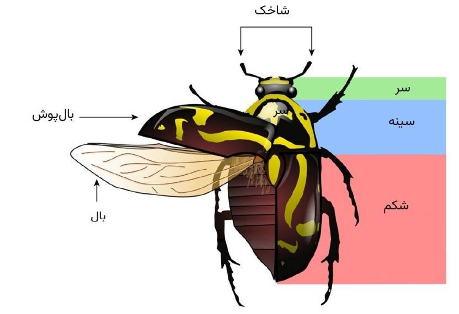 آناتومی سوسک