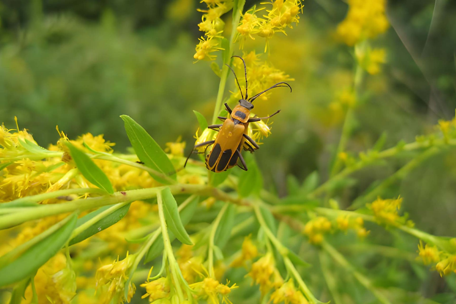 سوسک زرد و مشکی روی علف طلایی (tall goldenrod (Solidago altissima))