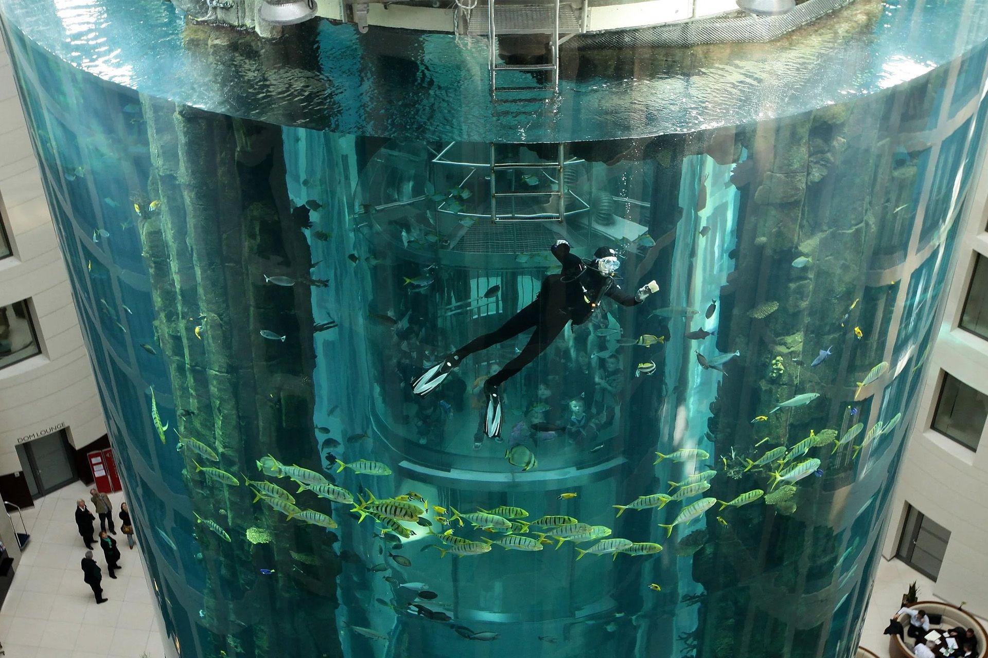 یک غواص در آکواریوم بزرگ استوانه ای برلین