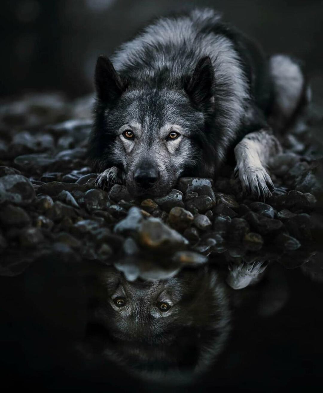 مسابقه عکاسی از سگ‌ها