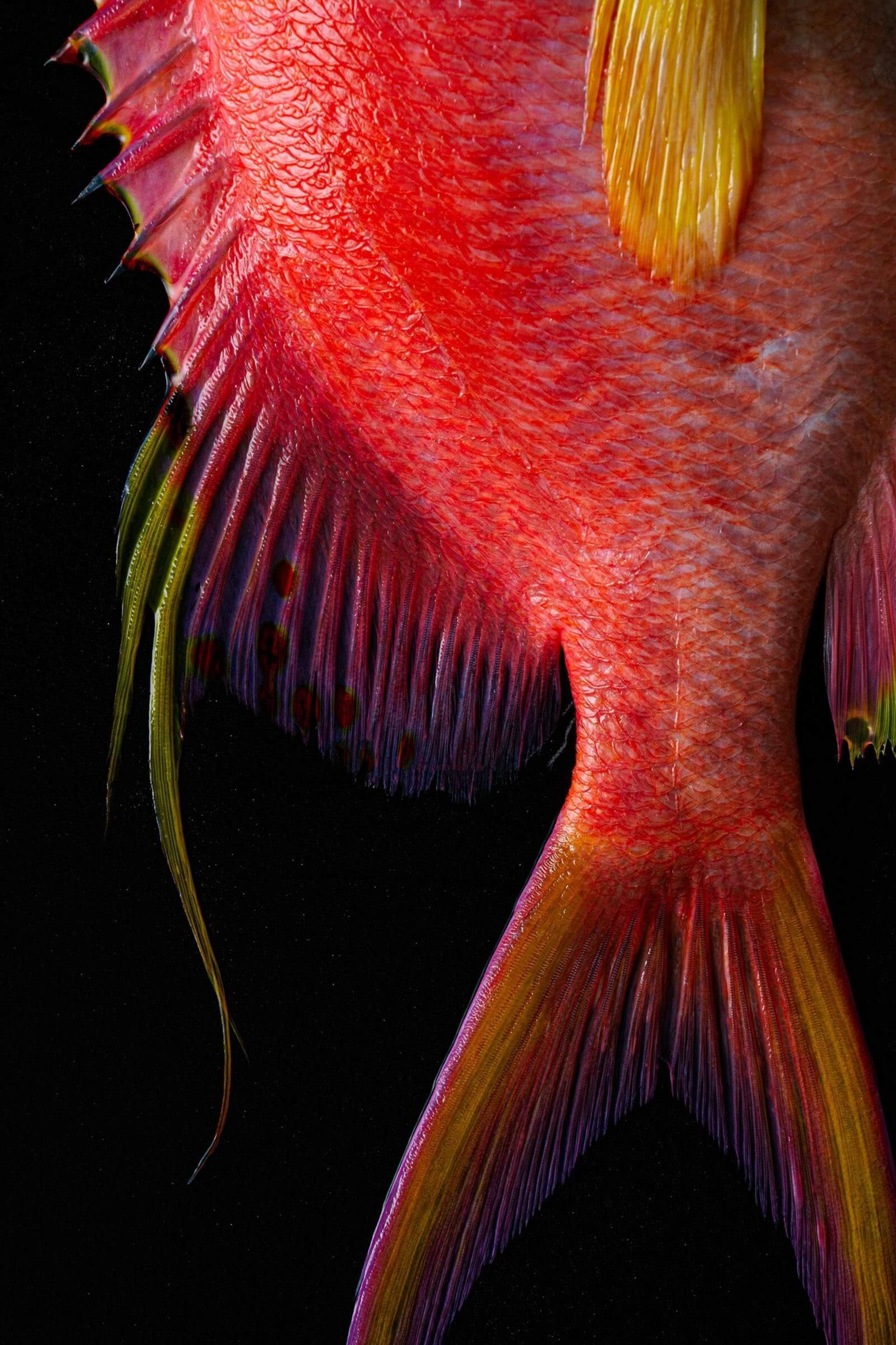 رنگ های زیبای ماهی Meganthias filiferus