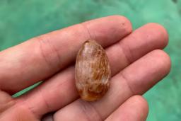 میوه بتل (Betel nut) با بافت قهوه‌ای در کف دست یک فرد