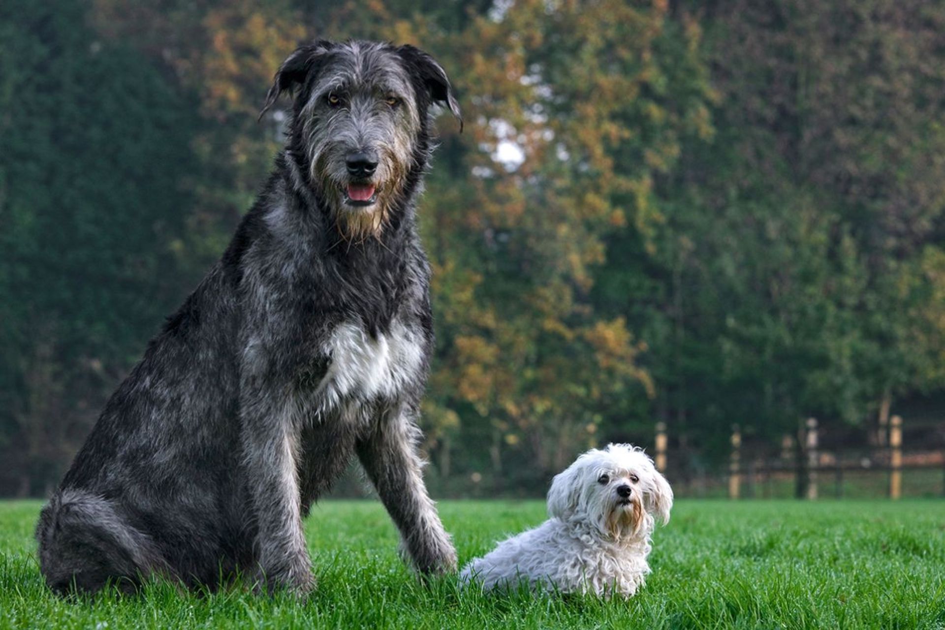 یک سگ بزرگ سیاه و یک سگ کوچک سفید در چمن