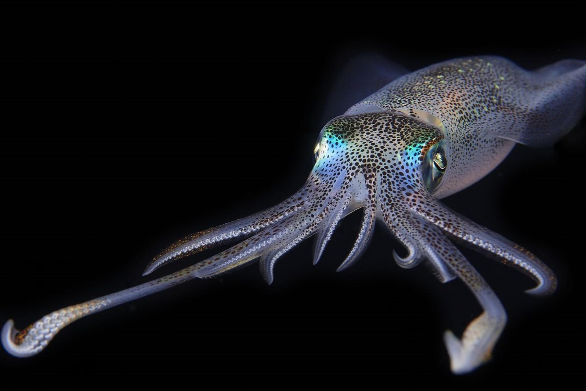 هک‌کردن سلول‌های انسان با هدف به‌دست‌آوردن توانایی استتار ماهی مرکب