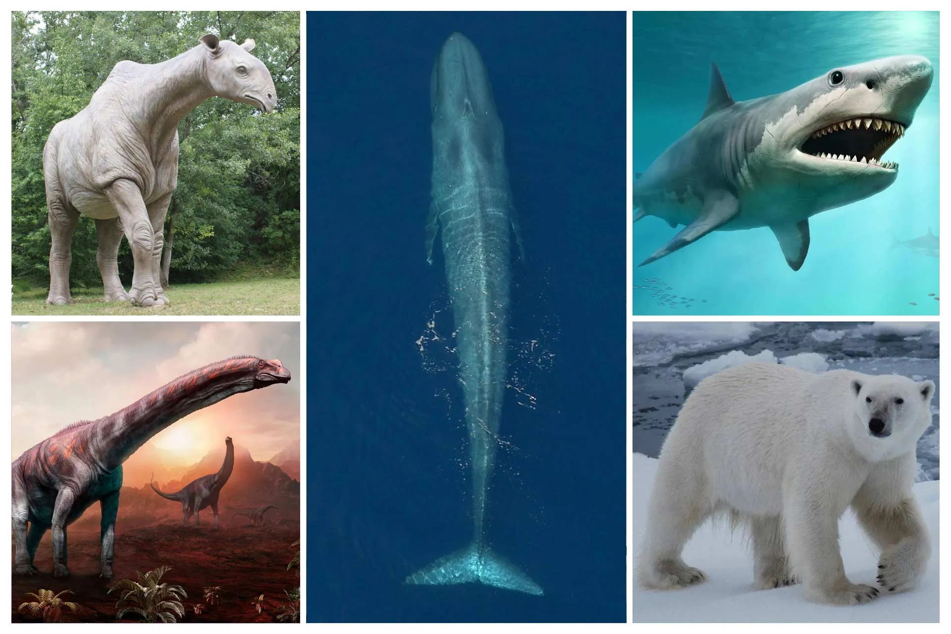 تصویر کلاژ برخی از بزرگ‌ترین حیوانات جهان شامل بلوچی‌دد، آرژانتیناسور، نهنگ آبی، مگالودون و خرس قطبی